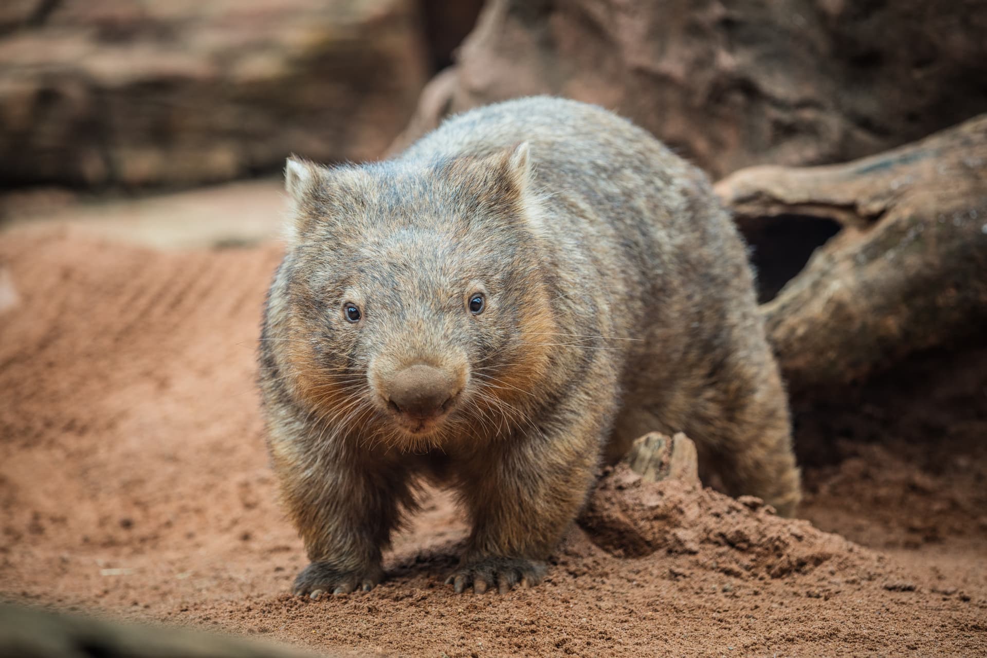 Sydney Multi-Attraction Pass - image 19