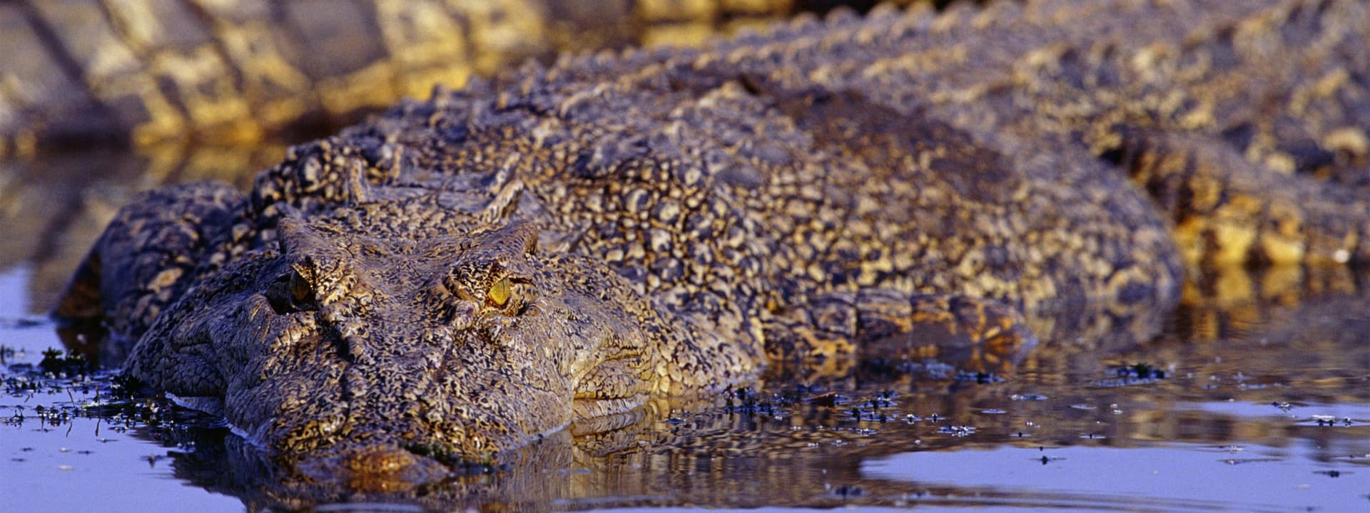 Adelaide River Jumping Crocs Cruise from Darwin - image 5